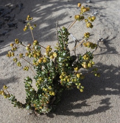 Pharnaceum microphyllum microphyllum