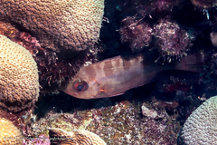 Heteropriacanthus cruentatus
