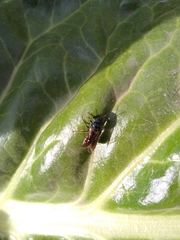 Insecta