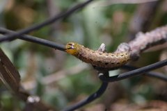 Noctua fimbriata