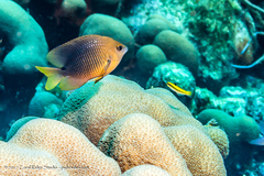 Threespot Damselfish photo 2
