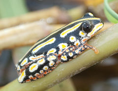Hyperolius marmoratus taeniatus