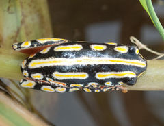 Hyperolius marmoratus taeniatus