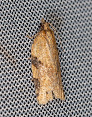 Clepsis spectrana