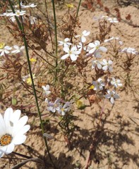 Polycarena lilacina lilacina