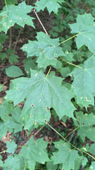 Acer nigrum