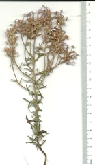 Polycarena lilacina lilacina