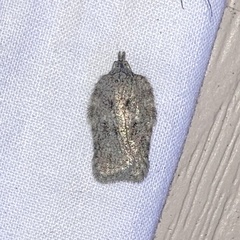 Acleris placidana