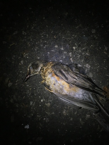 American Robin photographed in Massachusetts