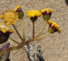 Othonninae