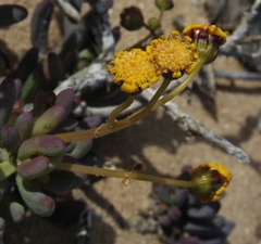 Othonninae