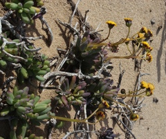 Othonninae