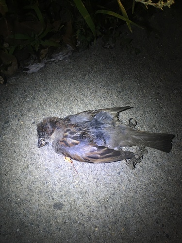 House Sparrow photographed in Massachusetts