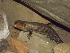 Broadleysaurus major