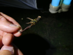 Vespula germanica