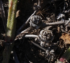 Mesembryanthemum pellitum