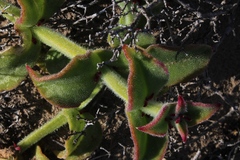 Mesembryanthemum pellitum