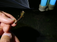 Vespula germanica