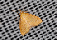 Anania crocealis