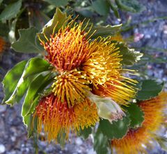 Leucospermum mundii