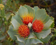 Leucospermum mundii