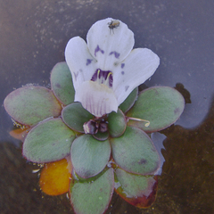 Lindernia conferta