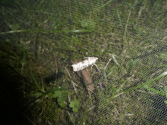 Lepidoptera