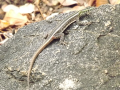 Platysaurus intermedius intermedius