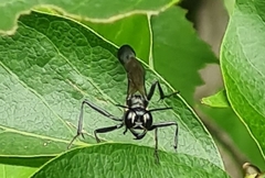 Eremnophila aureonotata