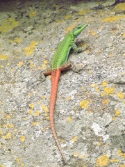Platysaurus intermedius intermedius
