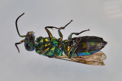 Chrysis iris