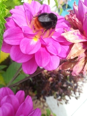 Bombus lapidarius