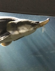 Acipenser schrenckii