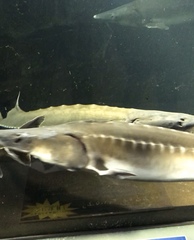 Acipenser schrenckii