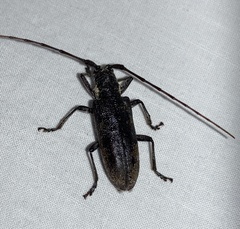Monochamus maculosus