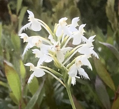 Platanthera blephariglottis blephariglottis