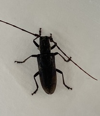 Monochamus maculosus