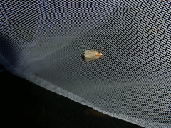 Cosmia trapezina