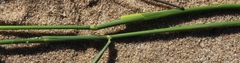 Melica racemosa