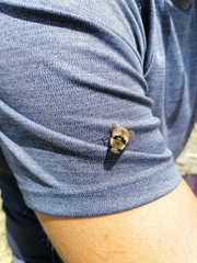 Cephenemyia stimulator