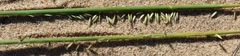 Melica racemosa