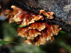 Xylobolus spectabilis