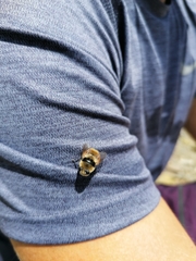 Cephenemyia stimulator