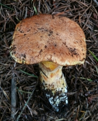 Suillus caerulescens image