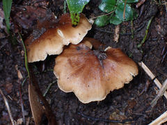 Collybia eucalyptorum