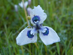 Moraea aristata