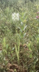 Platanthera blephariglottis blephariglottis