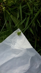 Micrommata