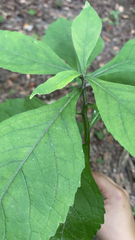 Verbesina alternifolia