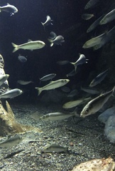 Spratelloides gracilis